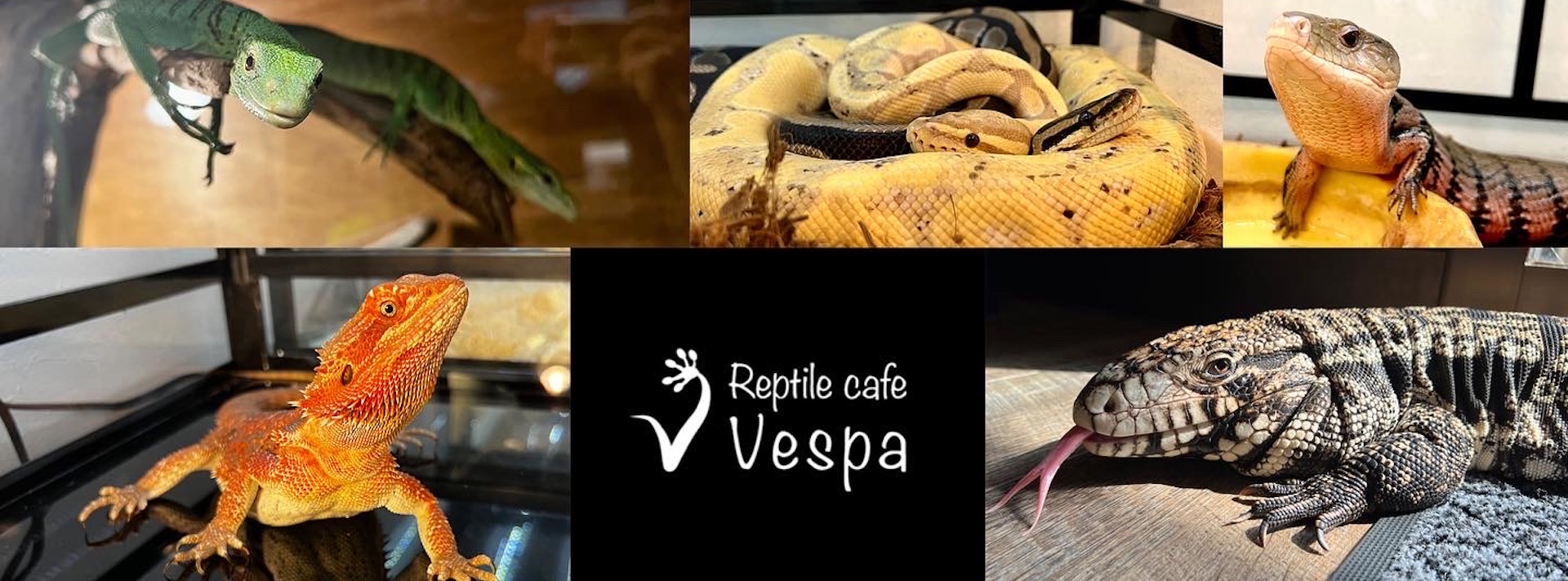 爬虫類カフェ ヴェスパ