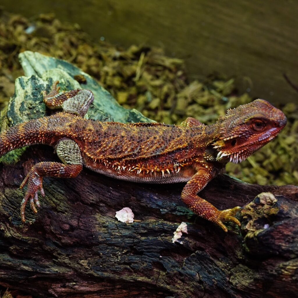 フトアゴヒゲトカゲ　ダークレッド♀