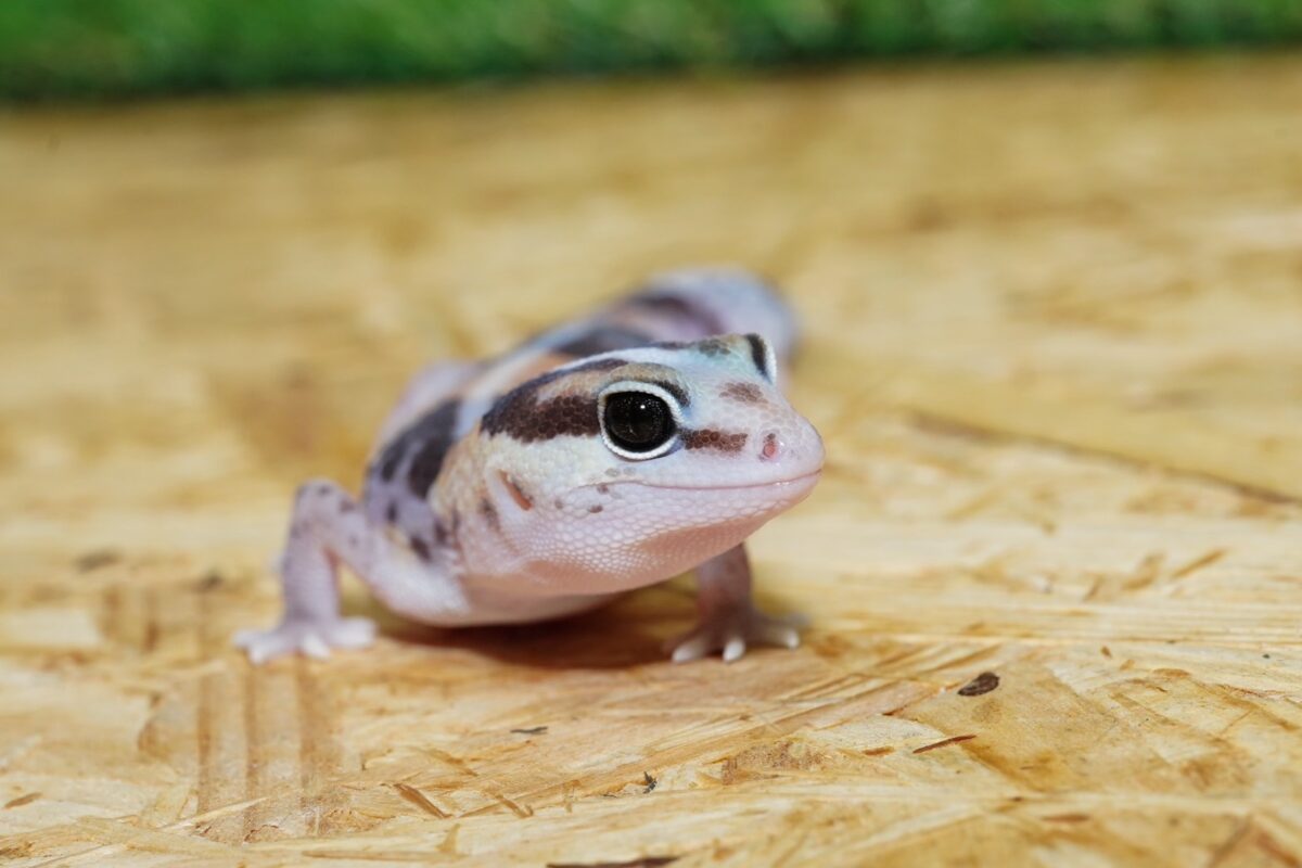 ニシアフリカトカゲモドキ　ノーマル③