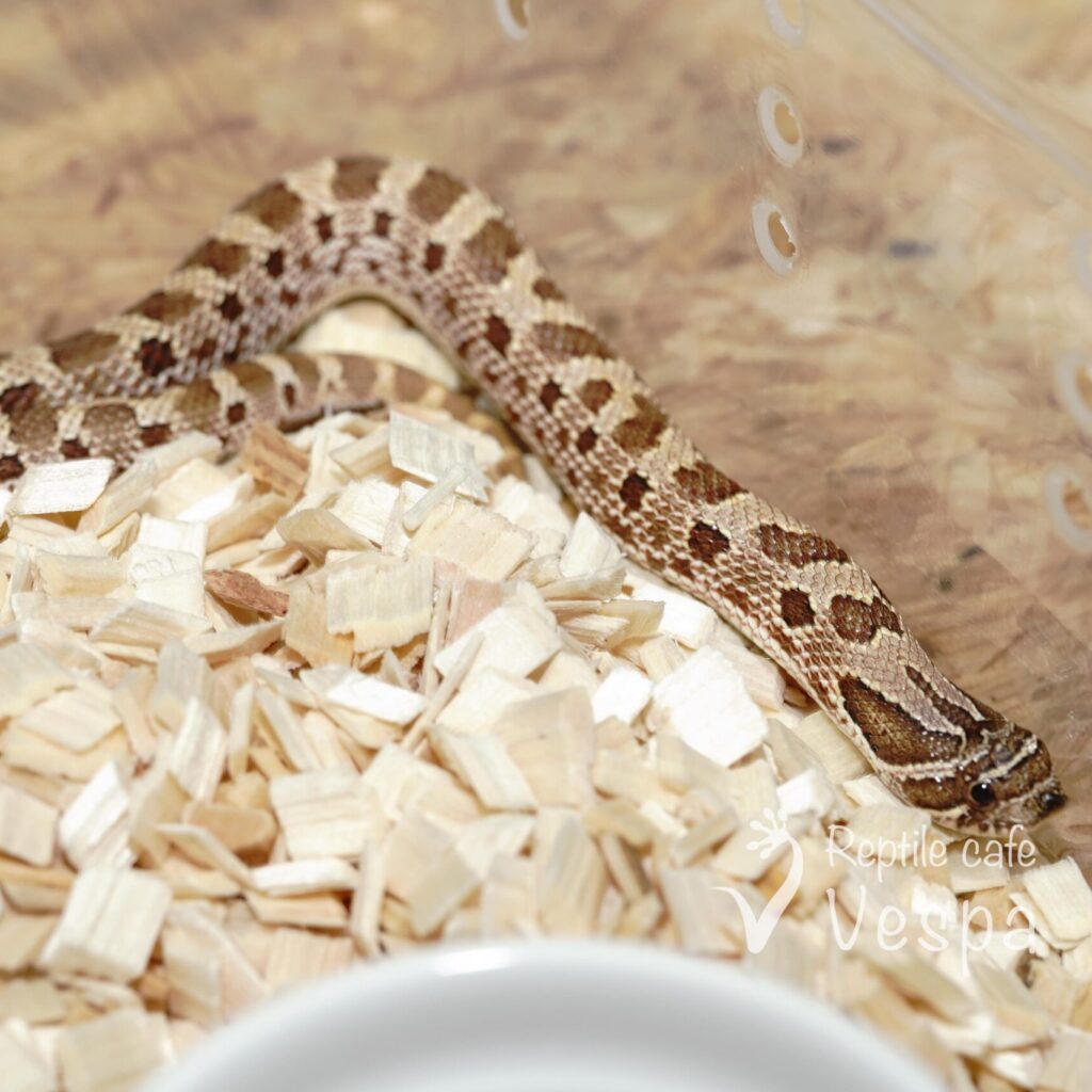 セイブシシバナヘビ　コンダ het アザン♀