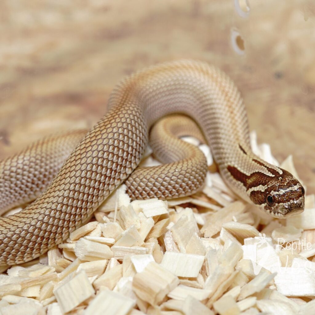 セイブシシバナヘビ　スーパーコンダ het アザン♀