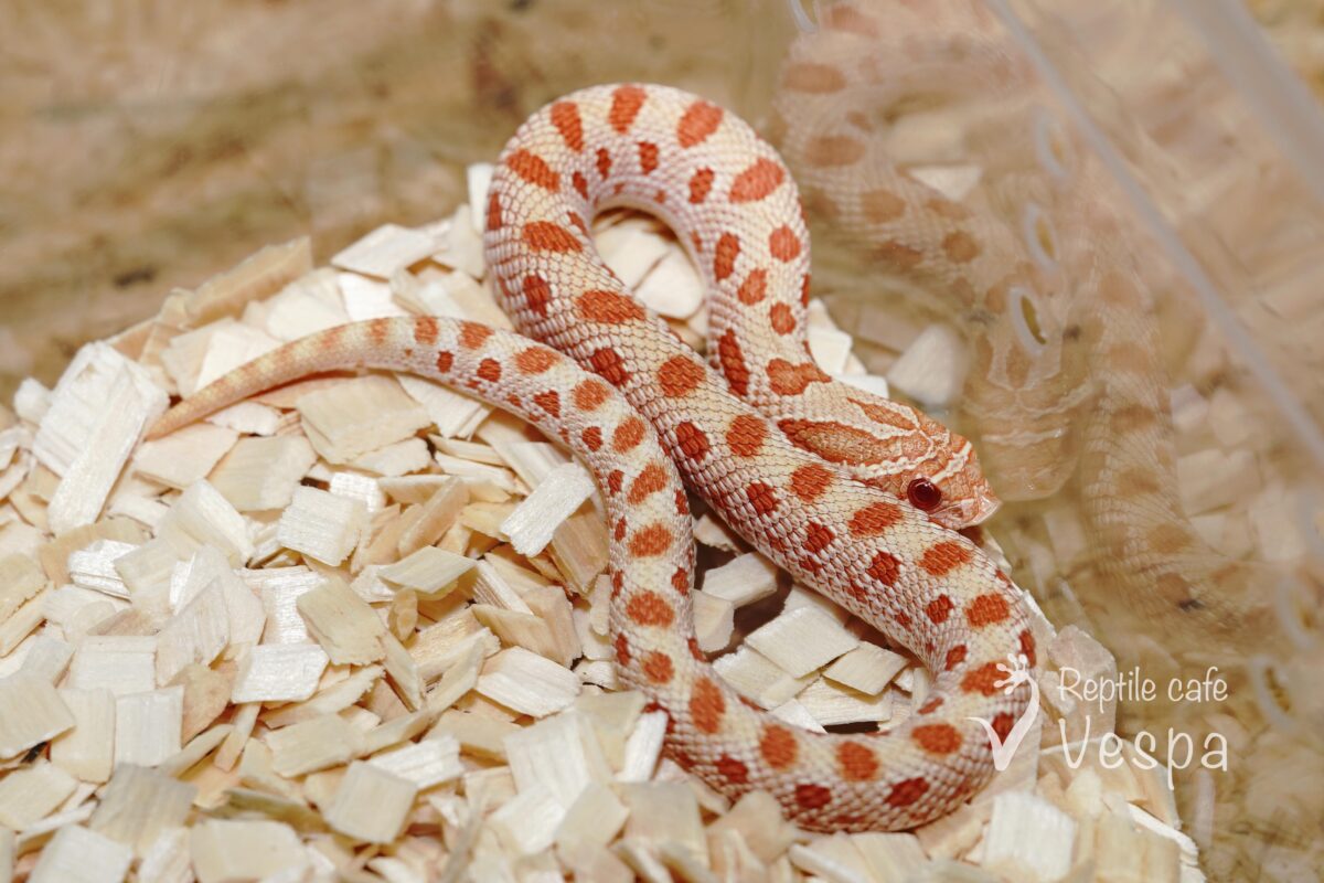 セイブシシバナヘビ　アルビノコンダ♀