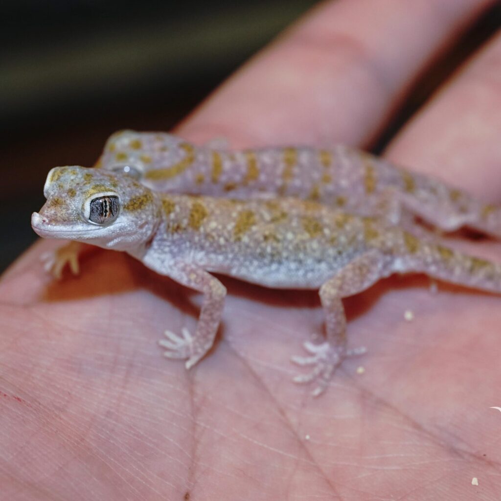 エレガンスボウユビヤモリ