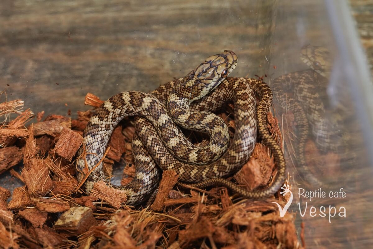 アオダイショウ♀