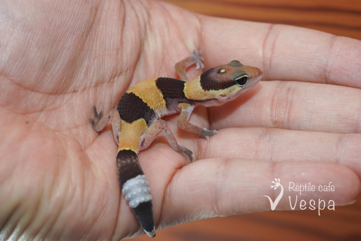 ニシアフリカトカゲモドキ　ノーマル het オレオ