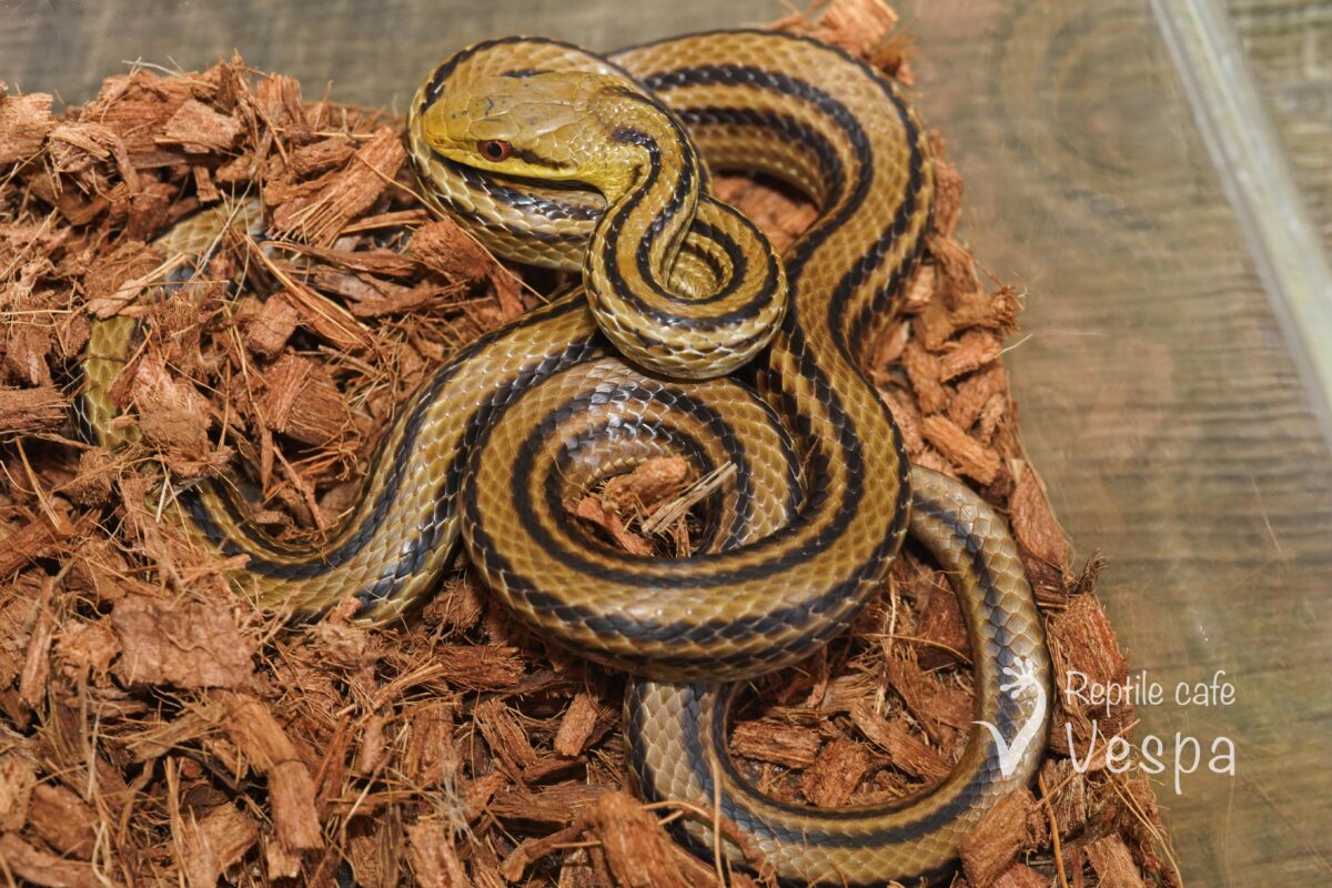 シマヘビ♂