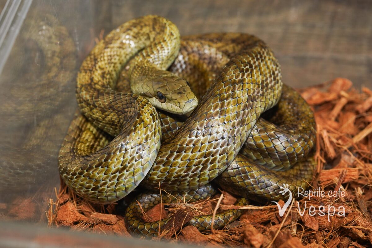 アオダイショウ♀
