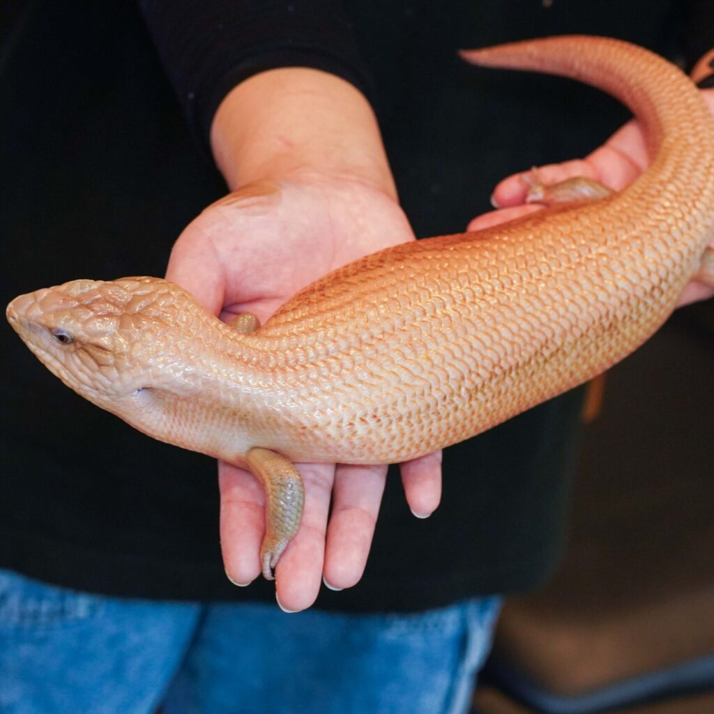 キタアオジタトカゲ　スーパーパターンレス