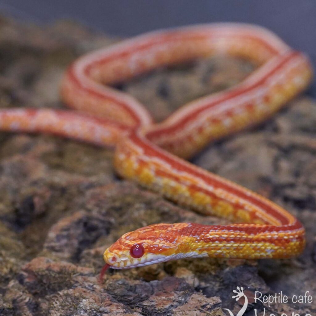 コーンスネーク　アメラニテッセラ♂