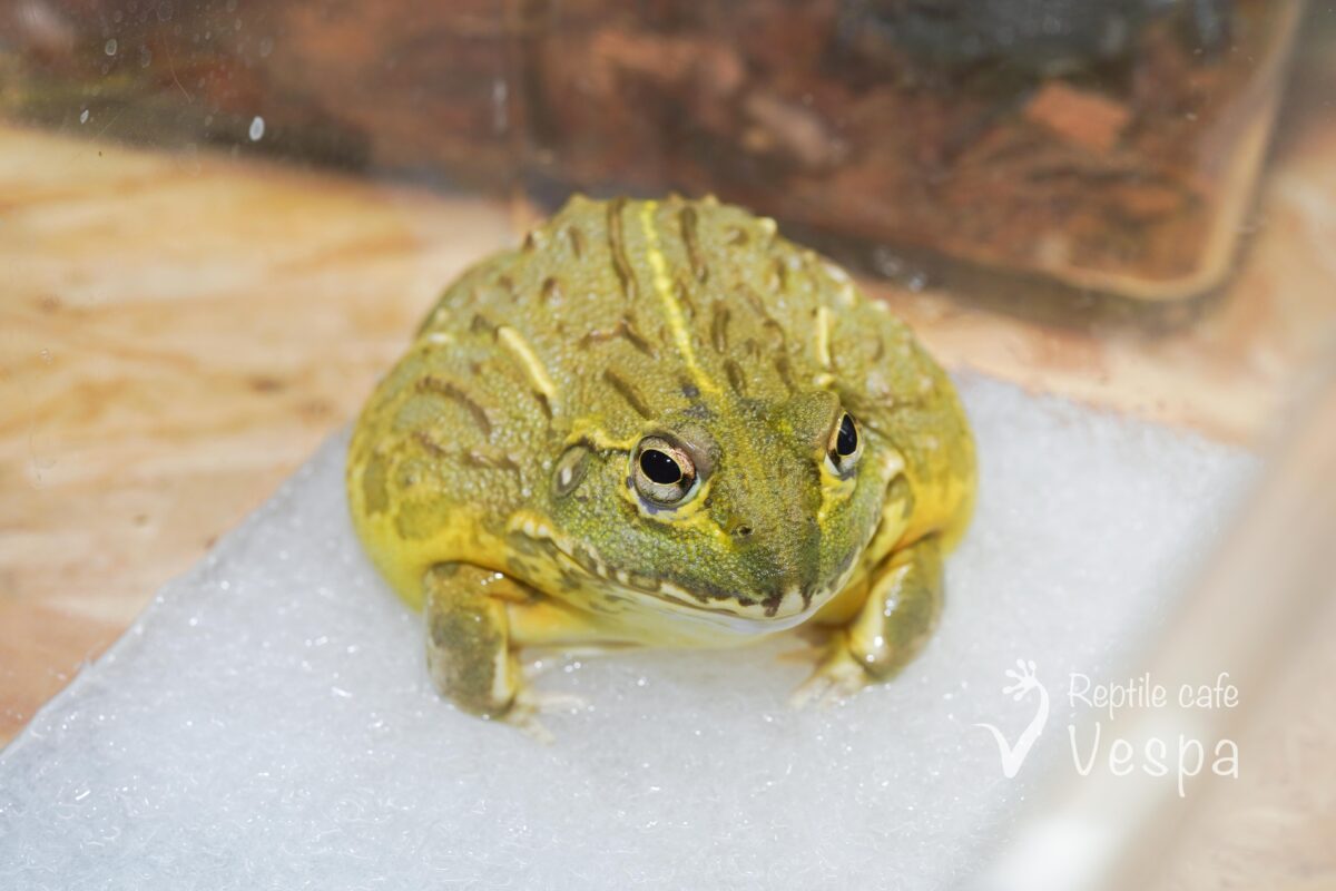 アフリカウシガエル
