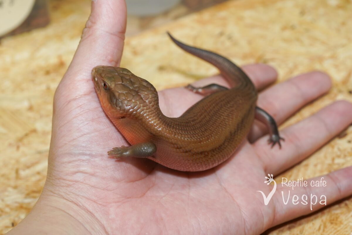 キタアオジタトカゲ　パターンレス