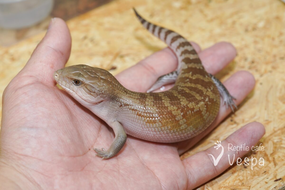 キタアオジタトカゲ　ハイポ het パターンレス