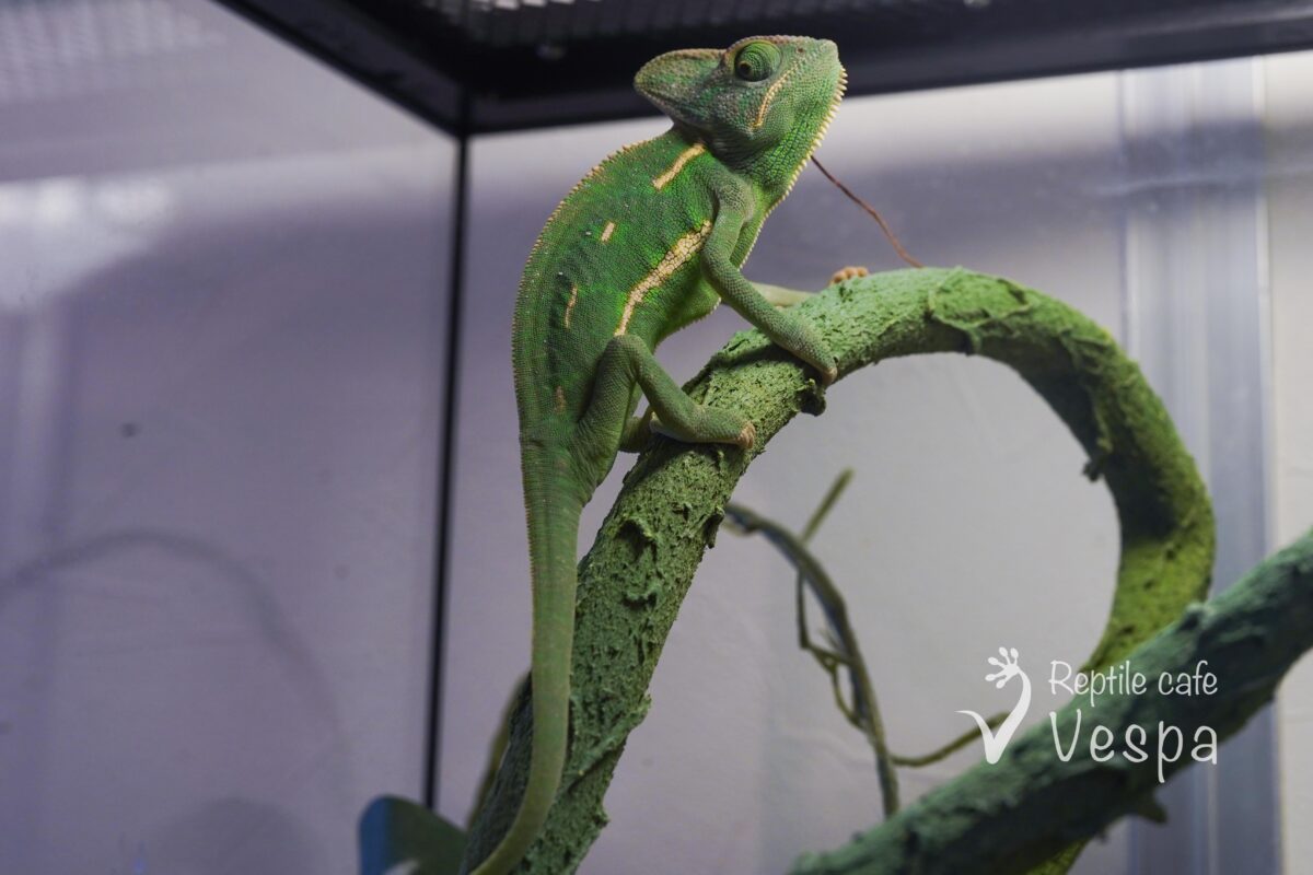 エボシカメレオン♀
