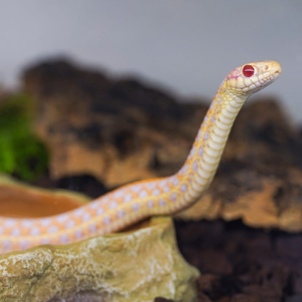 プレインズガータースネーク　アイオワアルビノ♂