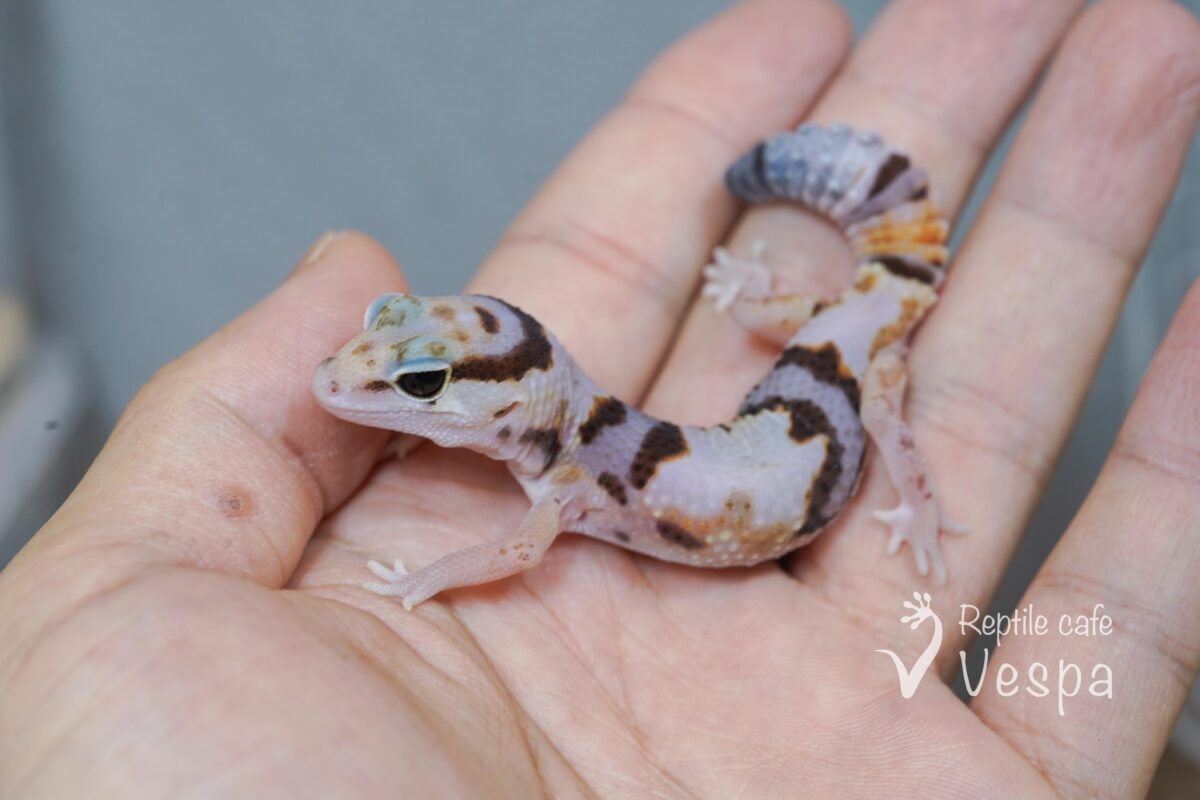 ニシアフリカトカゲモドキ　ホワイトアウト♂①