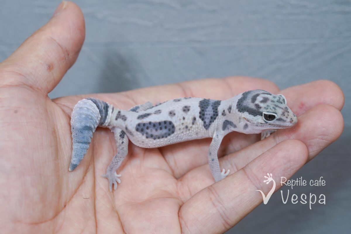 ニシアフリカトカゲモドキ　ホワイトアウト♂③