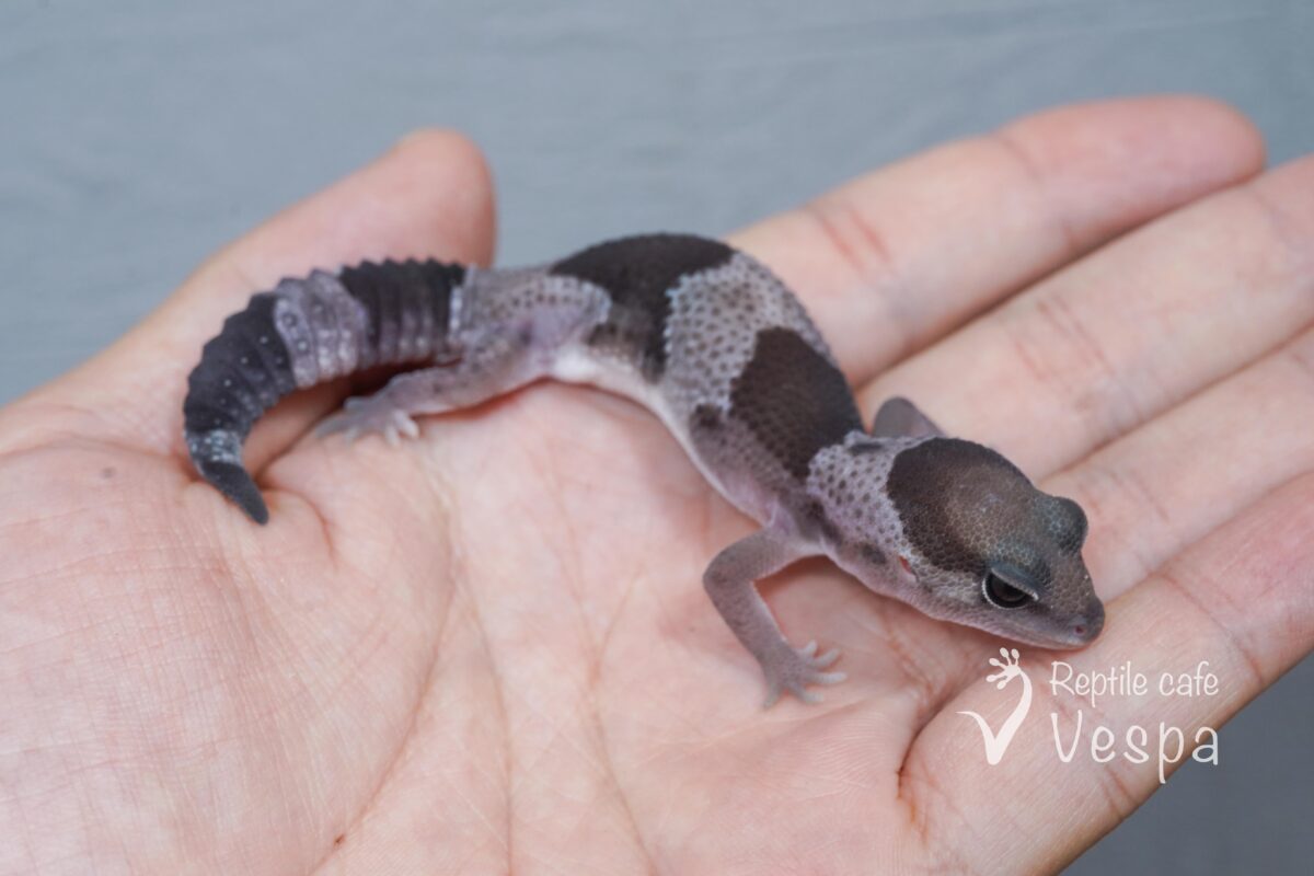ニシアフリカトカゲモドキ　オレオ♂①