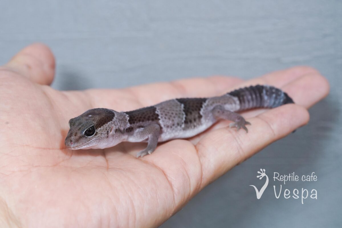 ニシアフリカトカゲモドキ　オレオ♂②