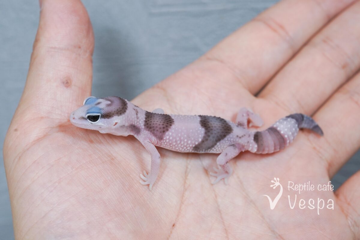 ニシアフリカトカゲモドキ　オレオ③