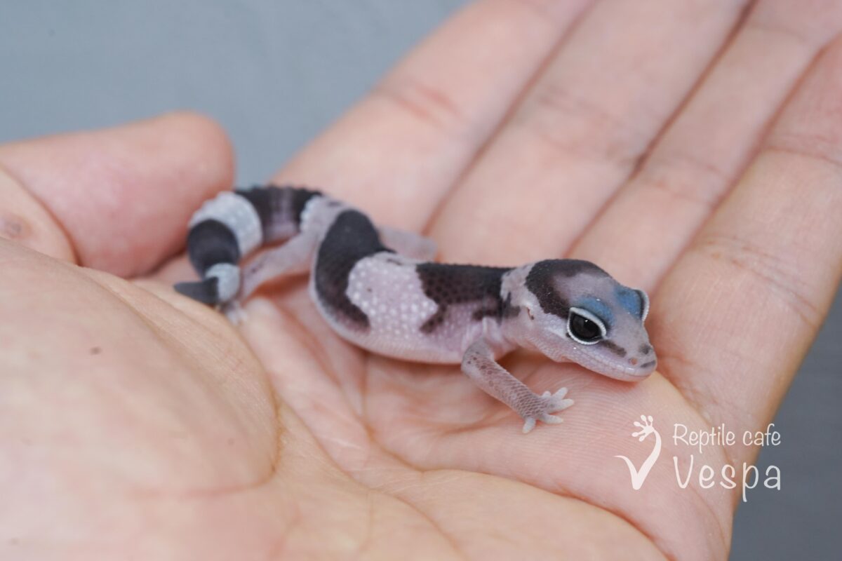 ニシアフリカトカゲモドキ　オレオ④