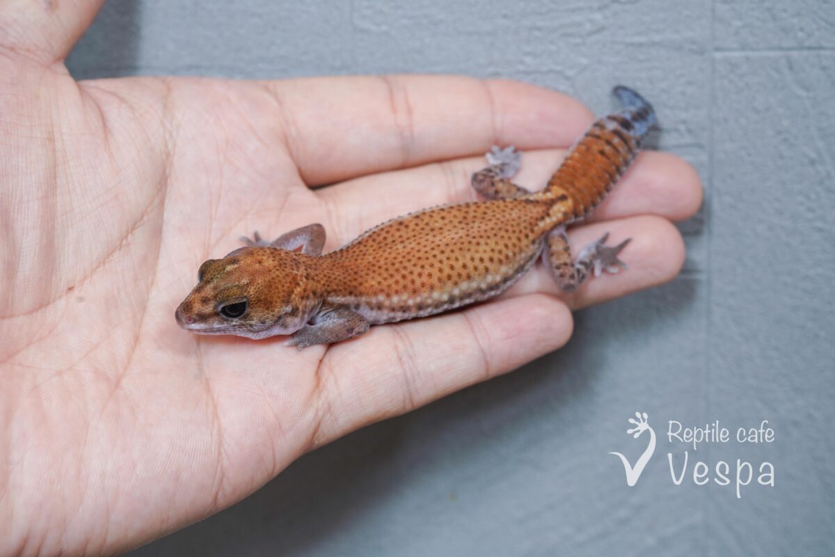ニシアフリカトカゲモドキ　パターンレス①