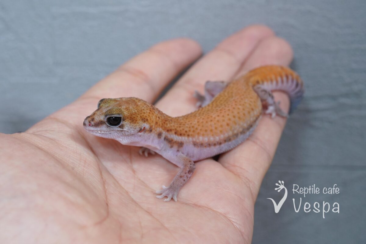 ニシアフリカトカゲモドキ　パターンレス②
