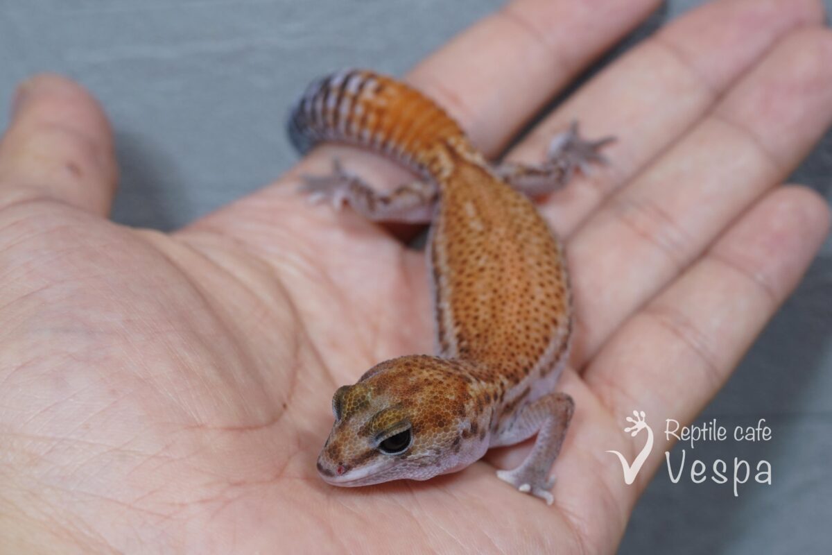 ニシアフリカトカゲモドキ　パターンレス③