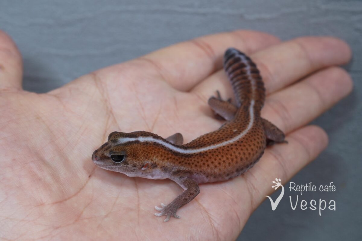 ニシアフリカトカゲモドキ　パターンレス④