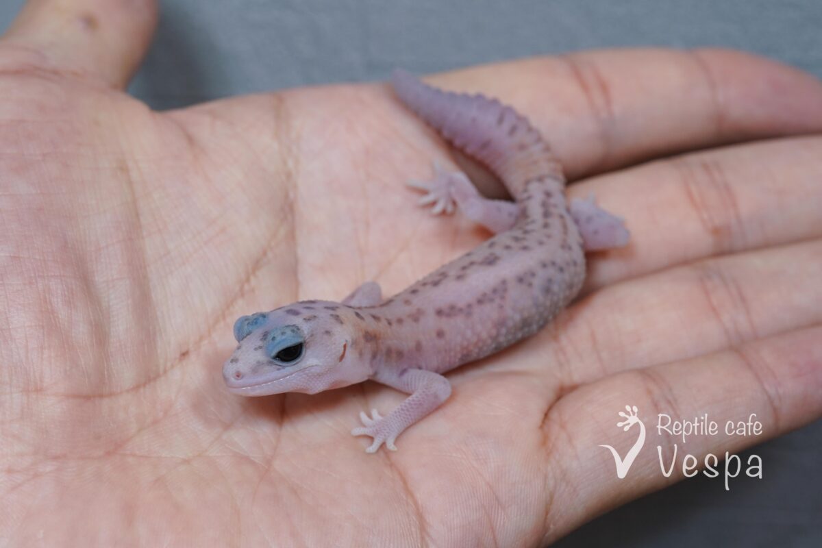 ニシアフリカトカゲモドキ　ホワイトアウトパターンレス♀②
