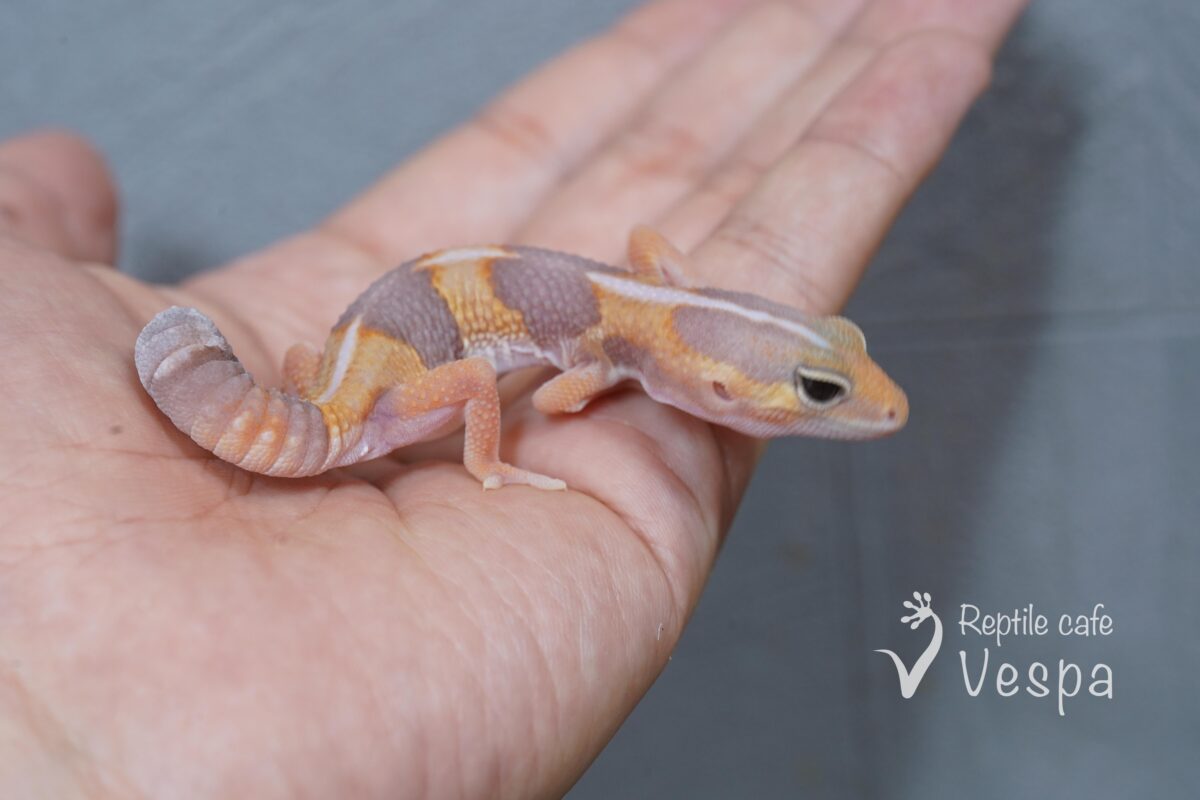 ニシアフリカトカゲモドキ　アメル♂①