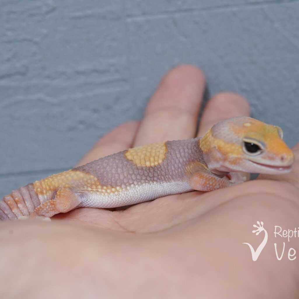 ニシアフリカトカゲモドキ　アメル♂④