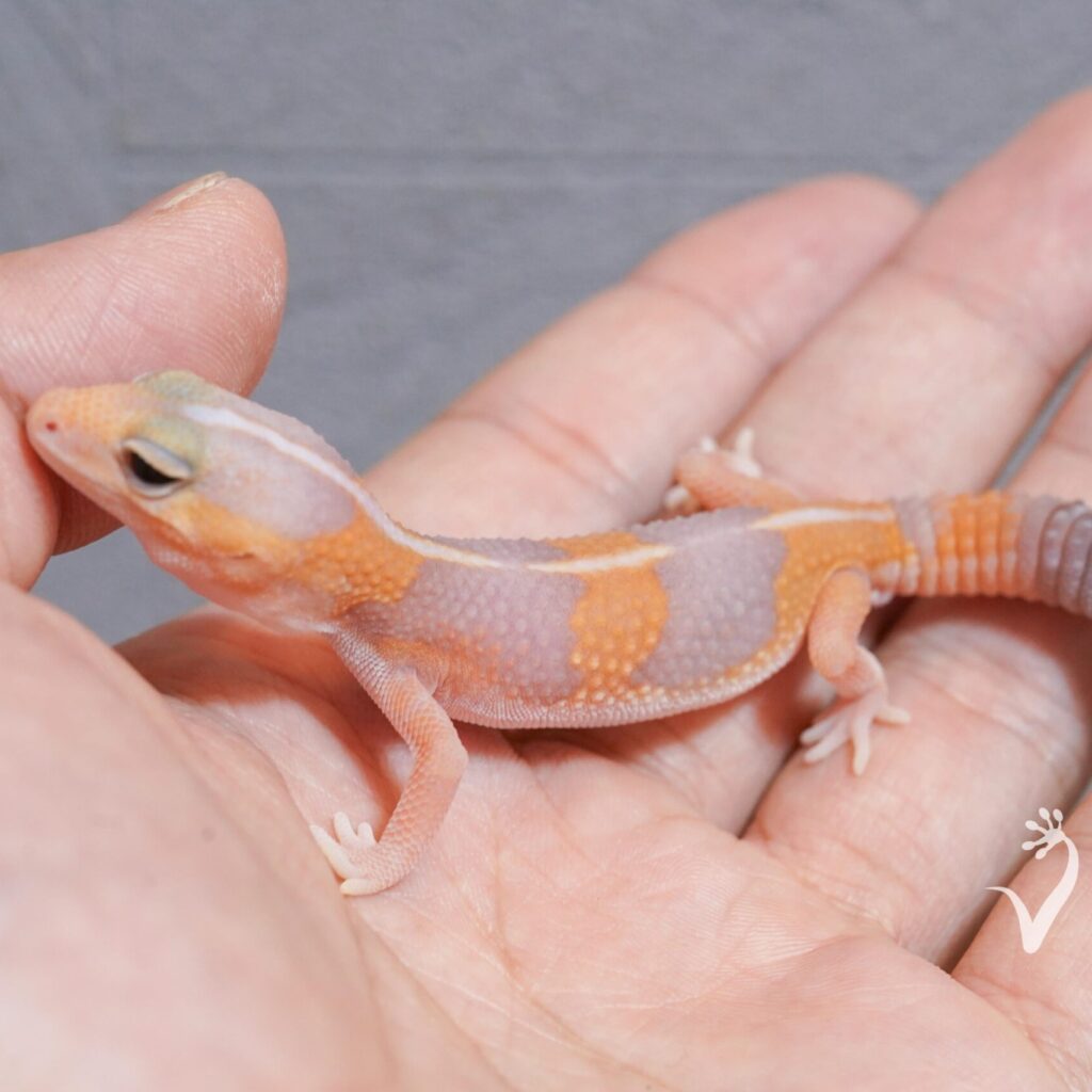 ニシアフリカトカゲモドキ　アメル♂③
