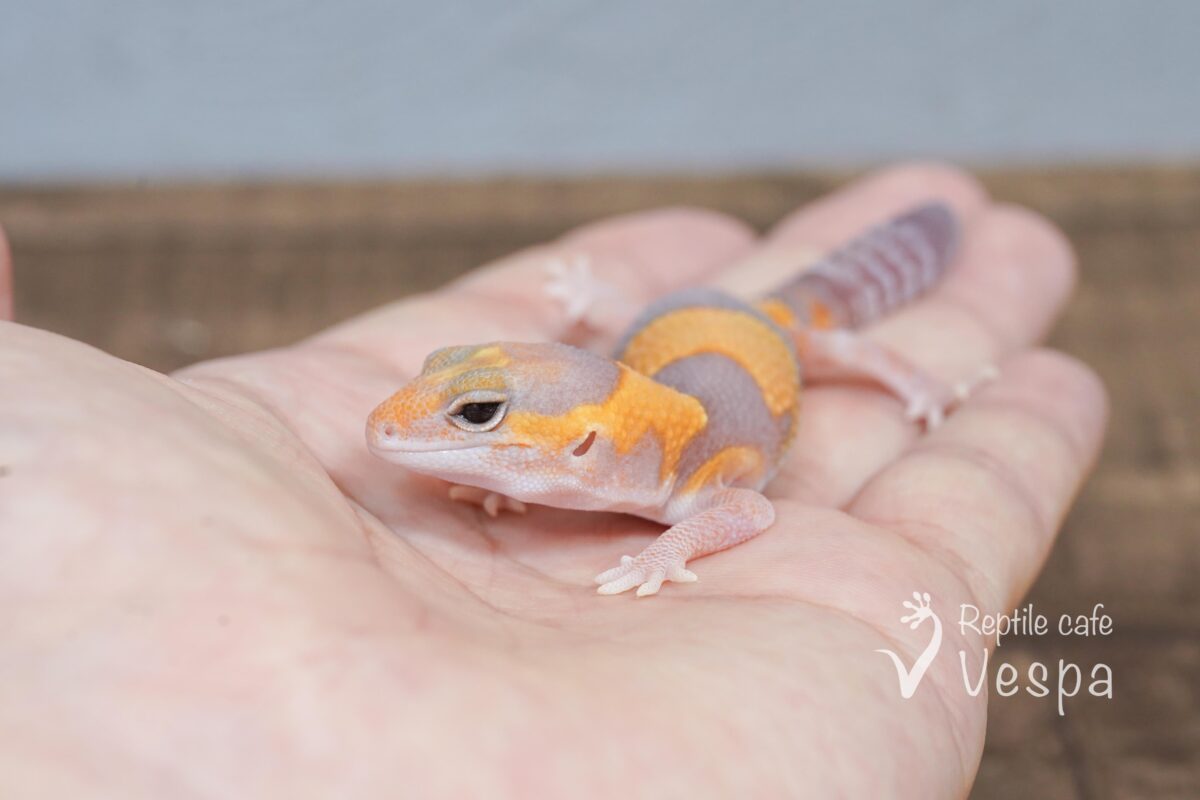 ニシアフリカトカゲモドキ　アメル♀②