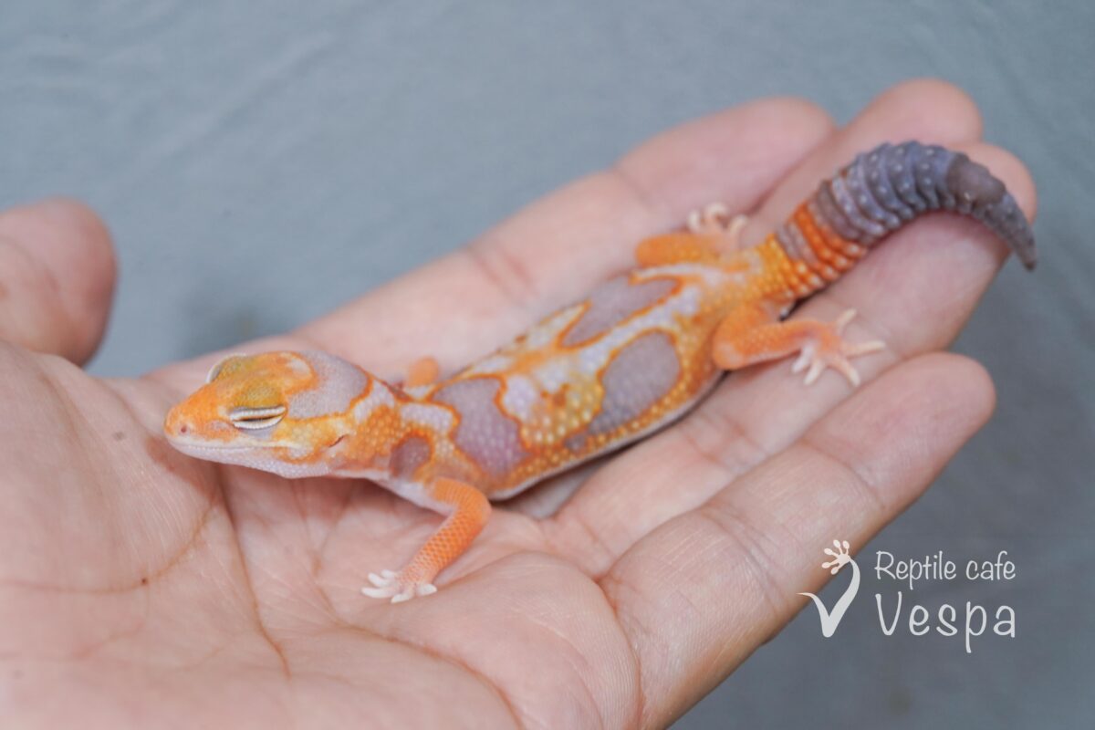 ニシアフリカトカゲモドキ　ホワイトアウトアメル♀②