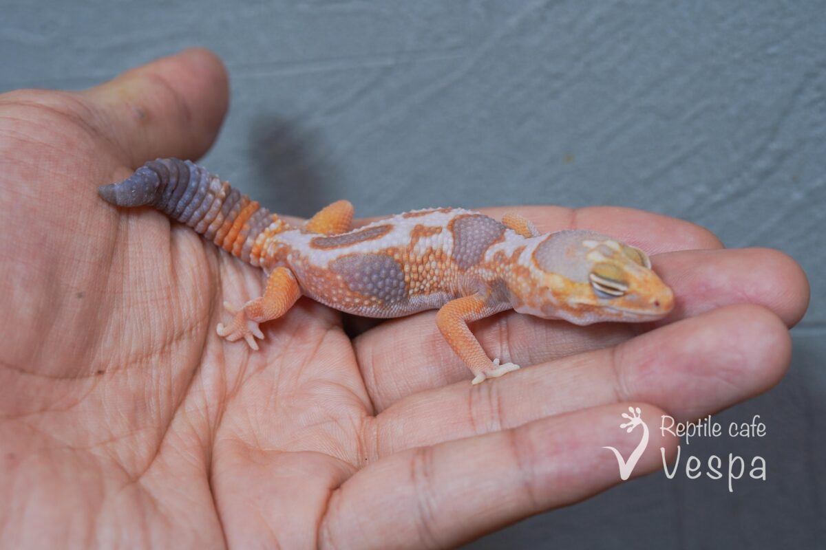 ニシアフリカトカゲモドキ　ホワイトアウトアメル♂③