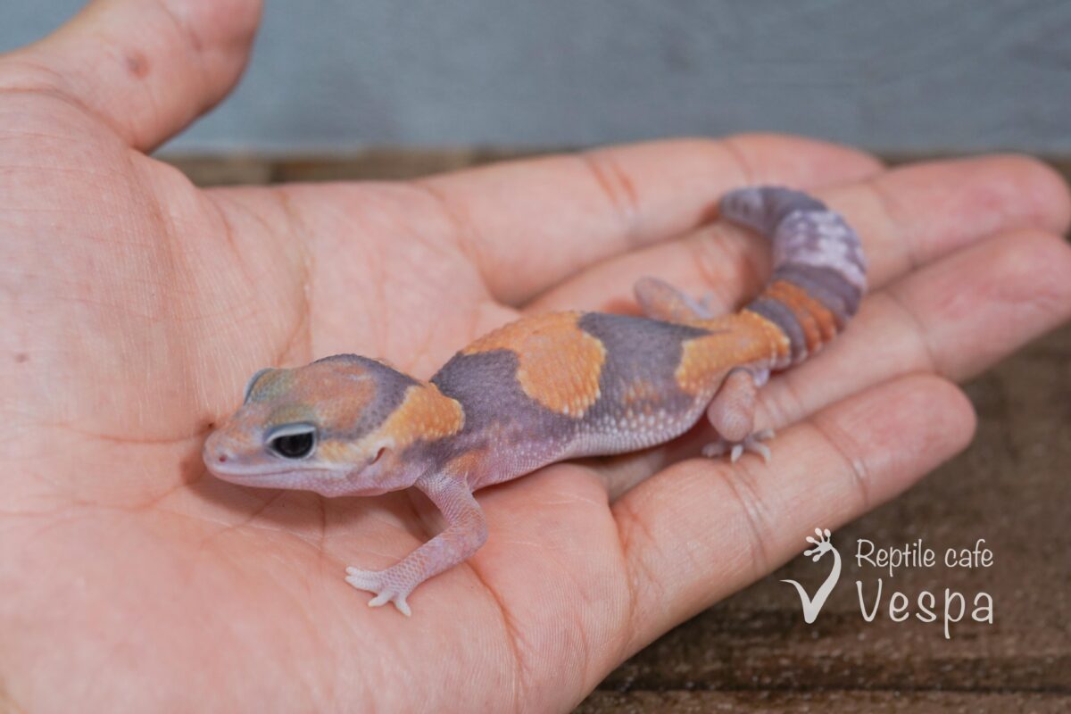ニシアフリカトカゲモドキ　ゴースト♂