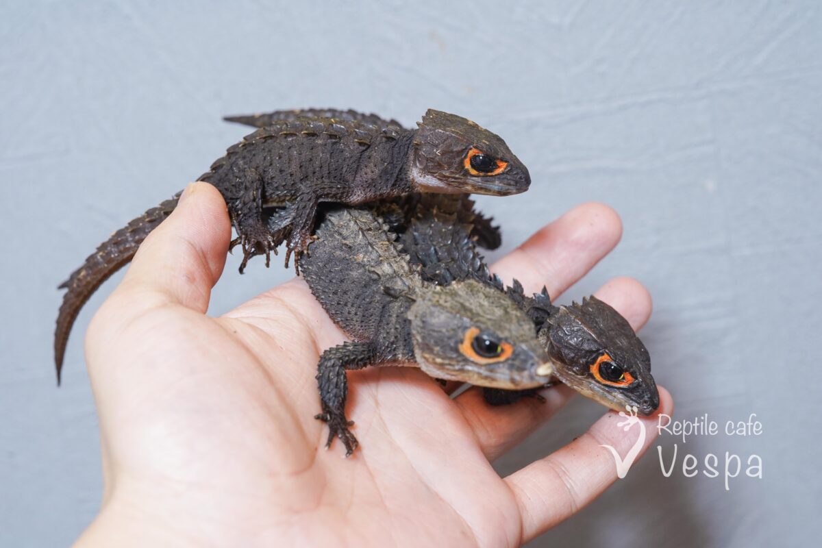 アカメカブトトカゲ