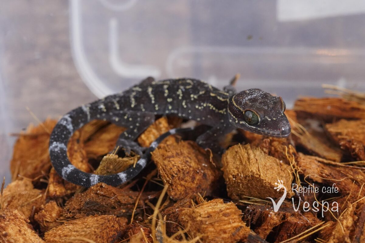 Cyrtodactylus phetchaburiensis