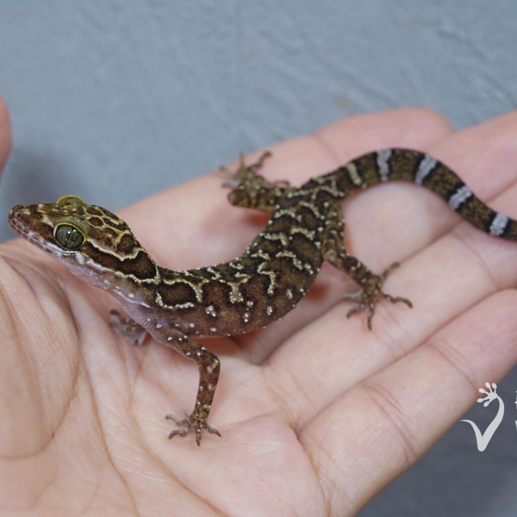 Cyrtodactylus phetchaburiensis