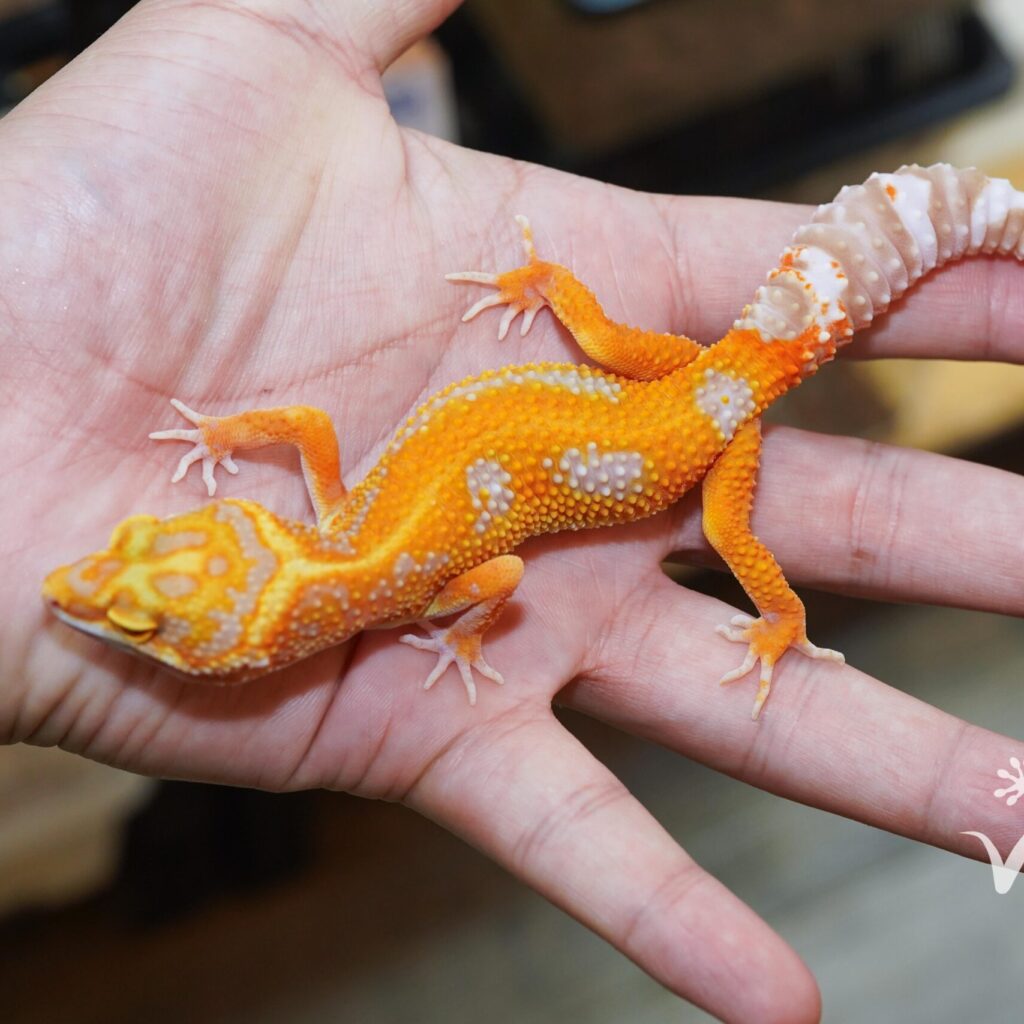 レオパードゲッコー　タンジェリントレンパー♀