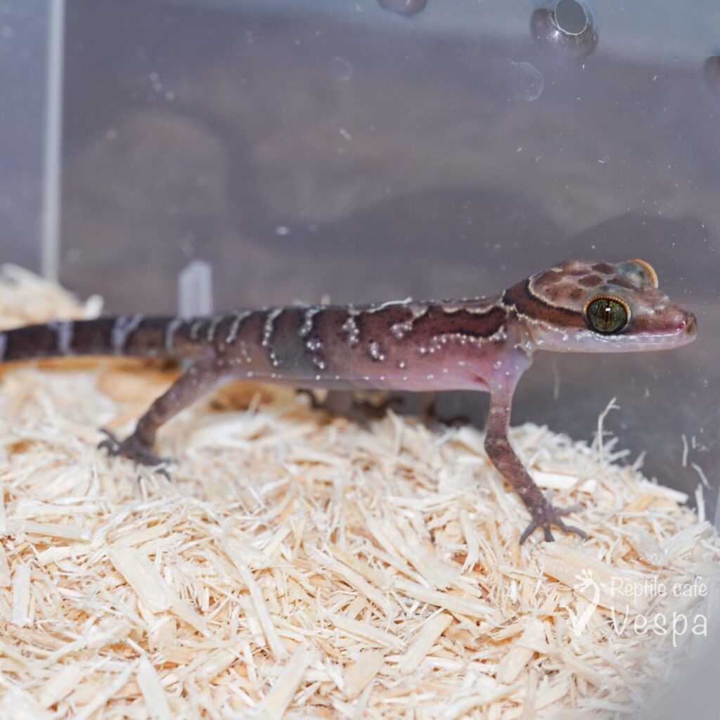 Cyrtodactylus phetchaburiensis