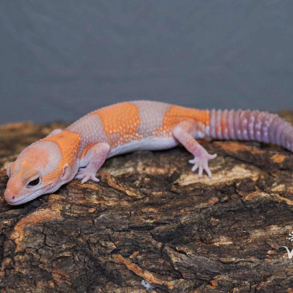 ニシアフリカトカゲモドキ　アメル♀