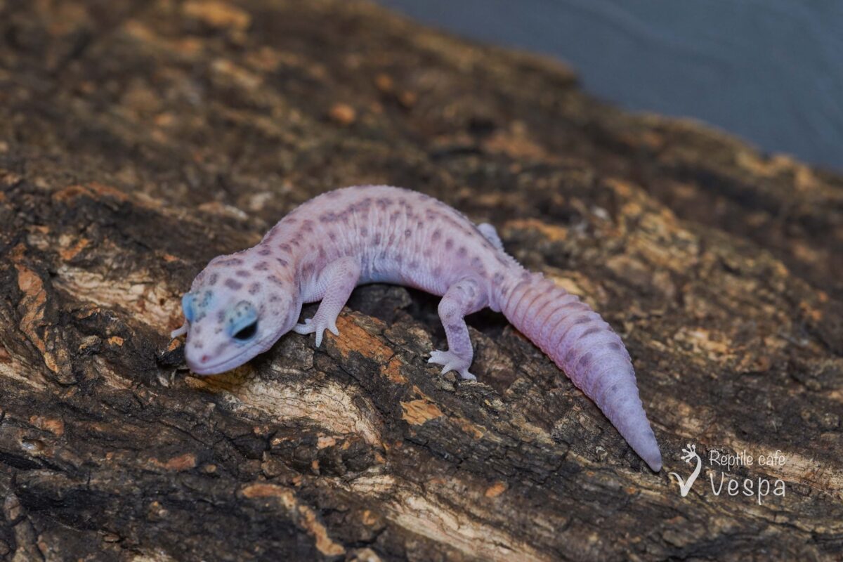 ニシアフリカトカゲモドキ　ホワイトアウトパターンレス♀