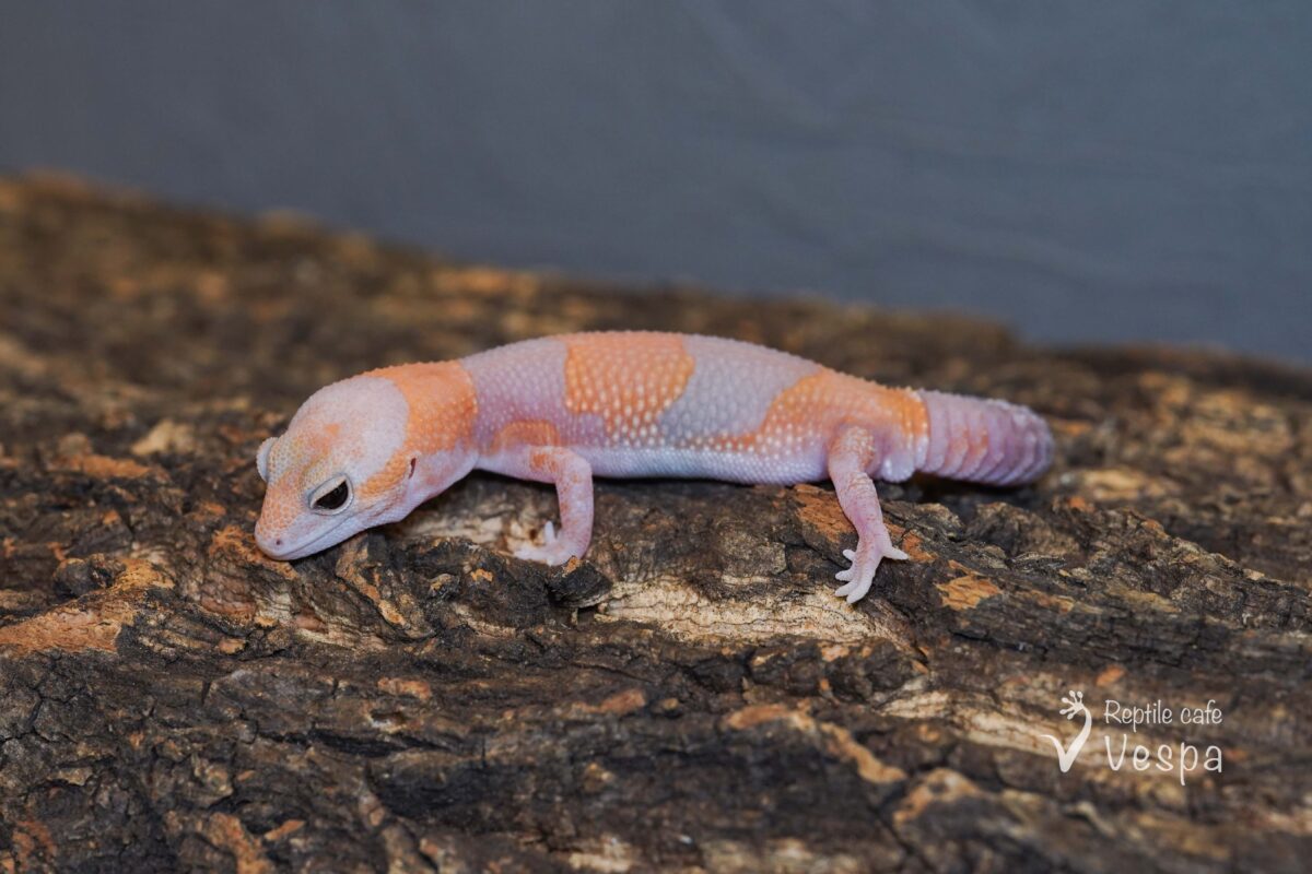 ニシアフリカトカゲモドキ　キャラメル♂