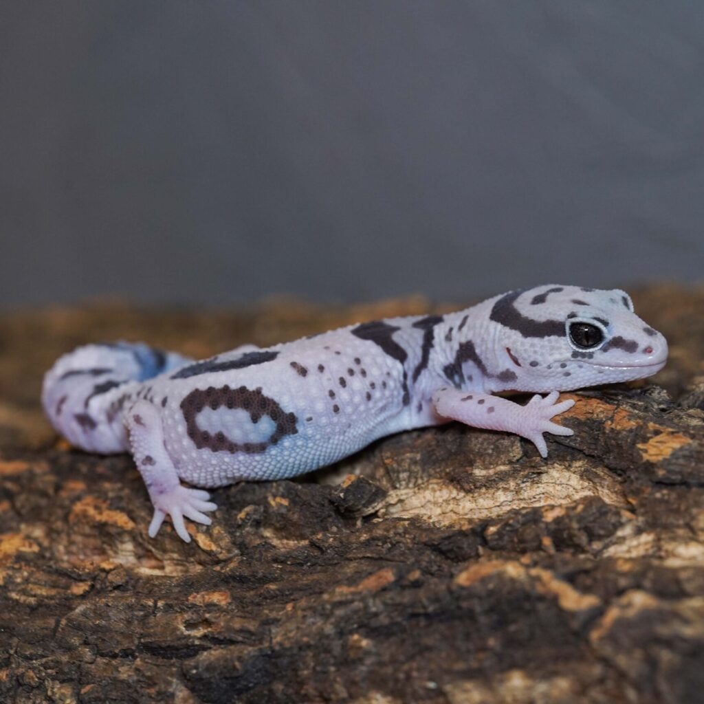 ニシアフリカトカゲモドキ　ホワイトアウトオレオ