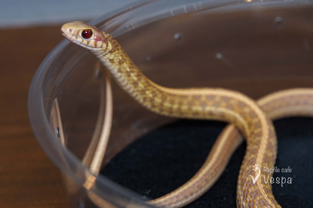 プレインズガータースネーク　ネブラスカアルビノ♂