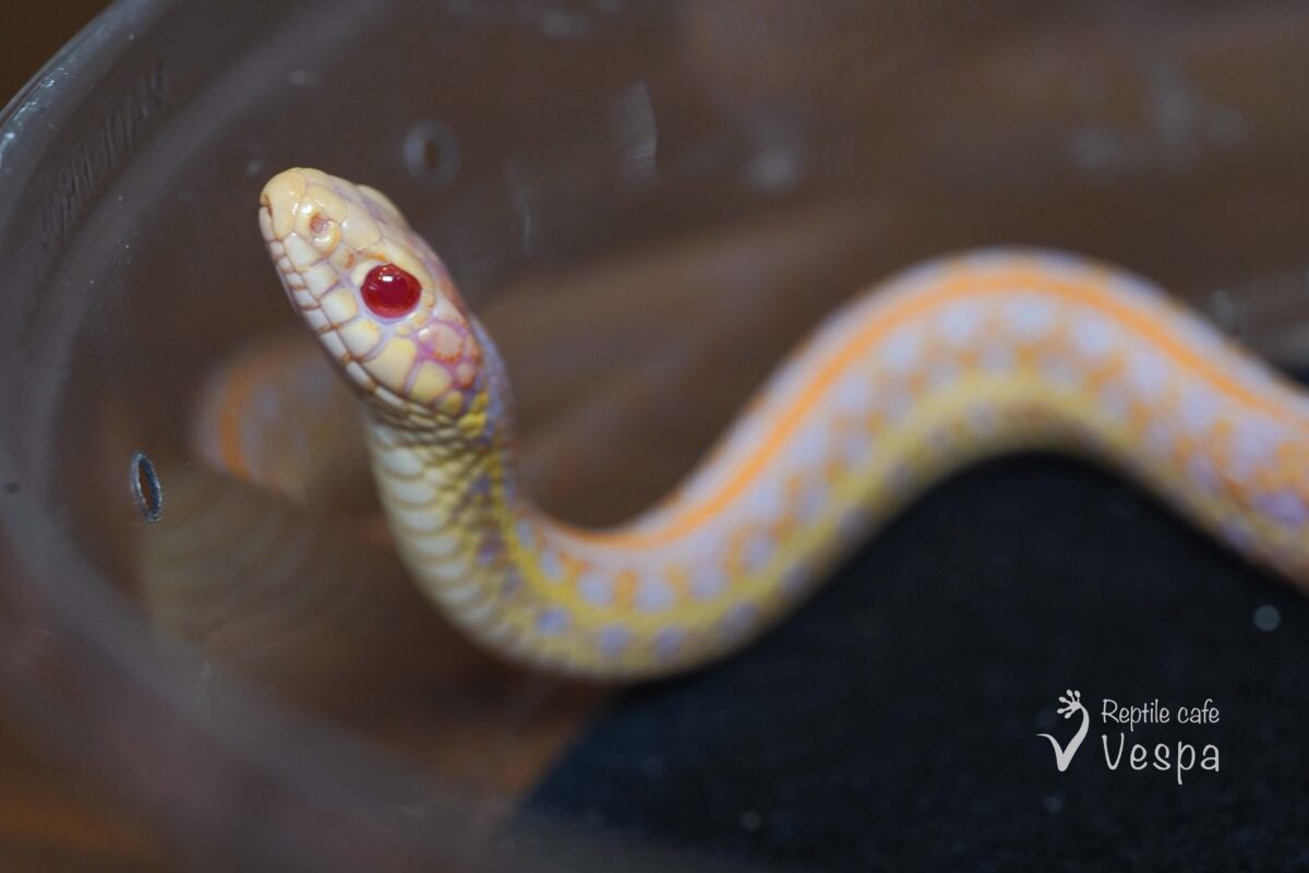 プレインズガータースネーク　アイオワアルビノ♂