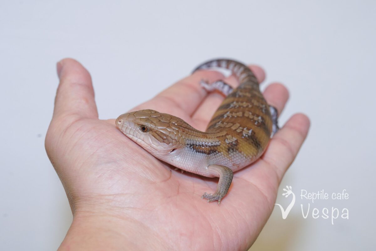 キタアオジタトカゲ