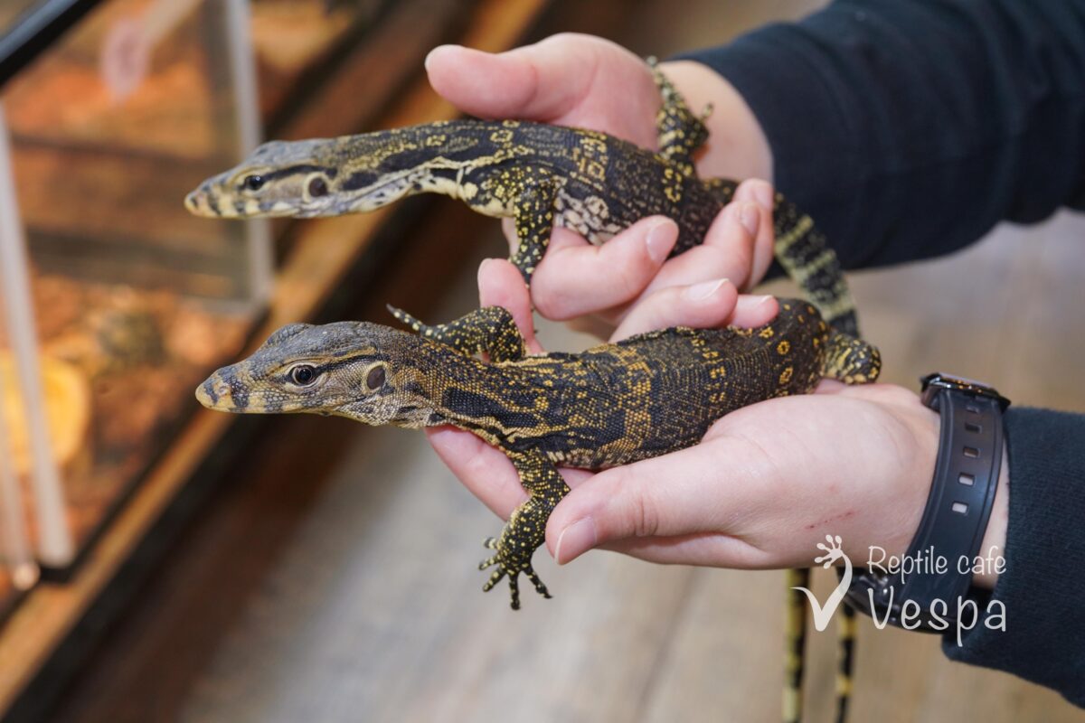 サルバトールモニター　ジャワ