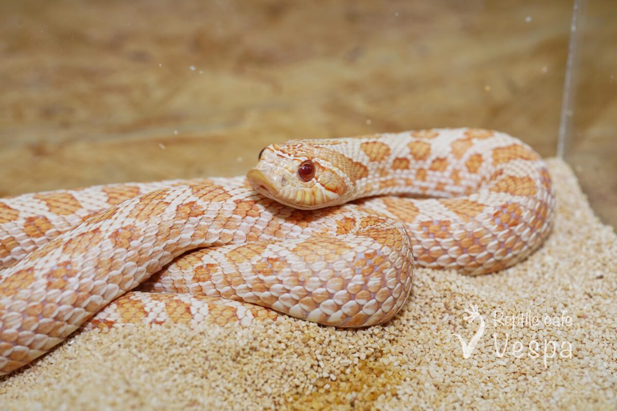 セイブシシバナヘビ　アルビノ♀